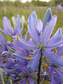 Camassia quamash