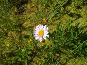 Sub-alpine Daisy