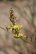 Astragalus douglasii var. perstrictus