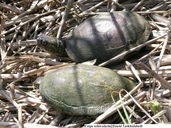 European Marsh Turtle