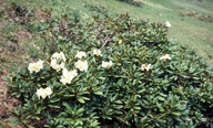 Rhododendron caucasicum