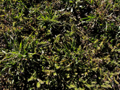 Verbena bracteata