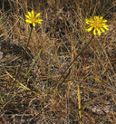 Nothocalais alpestris