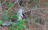 Sciurus niger cinereus