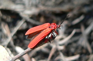 Dictyoptera simplicipes
