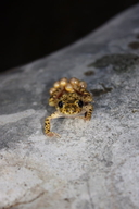 Mallorcan Midwife Toad