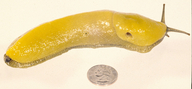 Ariolimax californicus