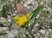 Helianthella californica var. nevadensis