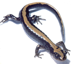 Ambystoma macrodactylum