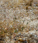 Eriogonum gossypinum