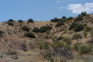 Eriogonum gossypinum