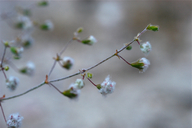 Eriogonum gossypinum