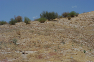 Eriogonum gossypinum