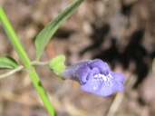 Scutellaria antirrhinoides