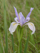 Iris longipetala