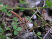 Trifolium trichocalyx