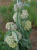 Asclepias eriocarpa