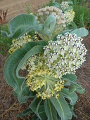 Asclepias eriocarpa