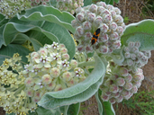 Asclepias eriocarpa