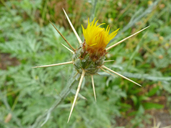 Centaurea solstitialis