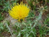 Centaurea solstitialis