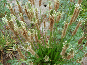 Plantago lanceolata