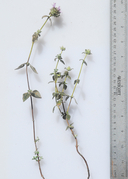 Monardella villosa ssp. obispoensis