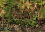 Greenbelly Lizard