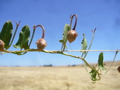 Convolvulus arvensis