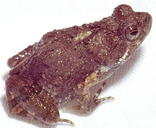 Engystomops pustulosus