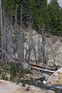 Trees Killed by Geothermal Activity / Lassen Volcanic National Park