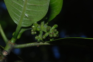 Psychotria hawaiiensis var. hillebrandii