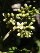 Psychotria hawaiiensis var. hillebrandii