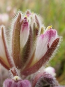 Chloropyron maritimum ssp. maritimum
