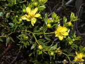 Larrea tridentata