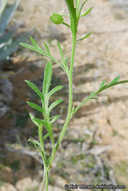 Lepidium lasiocarpum ssp. lasiocarpum
