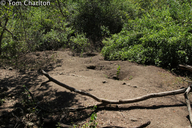 Komodo Dragon Nest