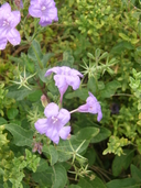 Violet Wild Petunia