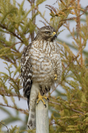 Buteo lineatus