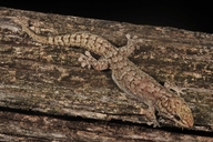 Tree Gecko