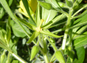 Ludwigia hexapetala