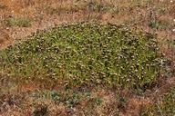 Horkelia marinensis