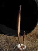 Calochortus superbus
