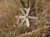 Chlorogalum pomeridianum ssp. pomeridianum