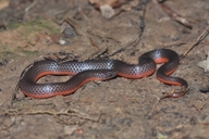 Midwestern Worm Snake