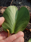 Ipomoea pes-caprae ssp. brasiliensis