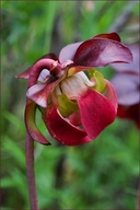 Sarracenia purpurea