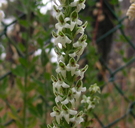 Piperia yadonii