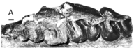 Zaisanamynodon protheroi
