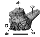 Acaenosuchus geoffreyi